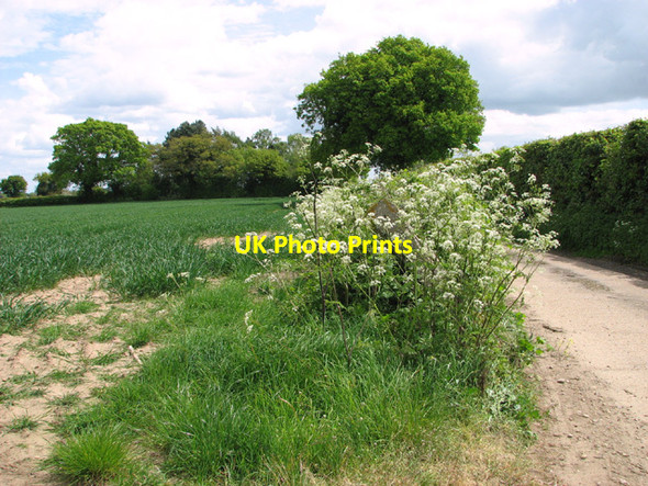 Photo 6"x4" Cow parsley beside Top Road Belaugh c2014