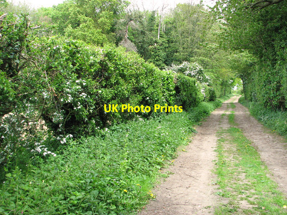 Photo 6"x4" Bridleway to White Lion Road Belaugh c2014