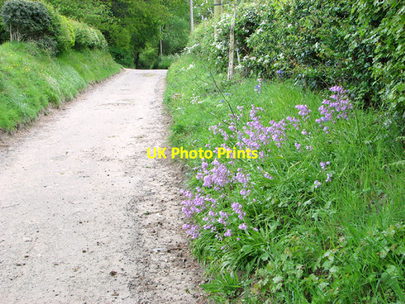 Photo 6"x4" Bluebells beside footpath at Swanton Hill Swanton Hill c2014