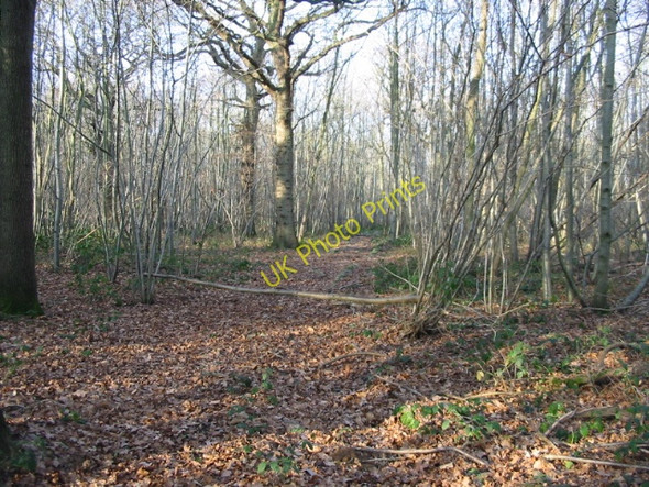 Photo 6"x4" Track through Pitt Wood Ileden c2008