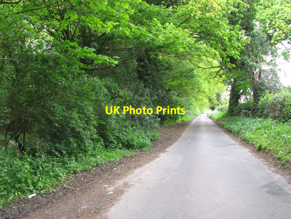 Photo 6"x4" View along Witton Lane Great Plumstead c2014
