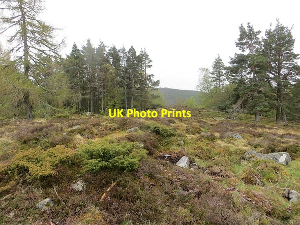 Photo 6"x4" Carn na Croiche Plantation Upper Derraid c2014