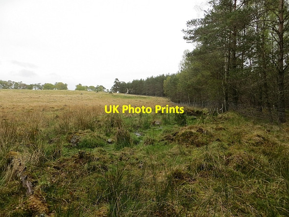 Photo 6"x4" Woodland edge Cromdale c2014