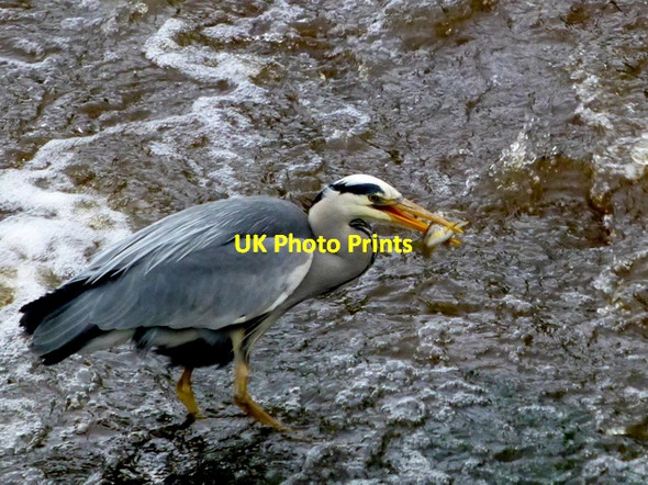 Photo 6"x4" Heron with small trout, Omagh Omagh c2014