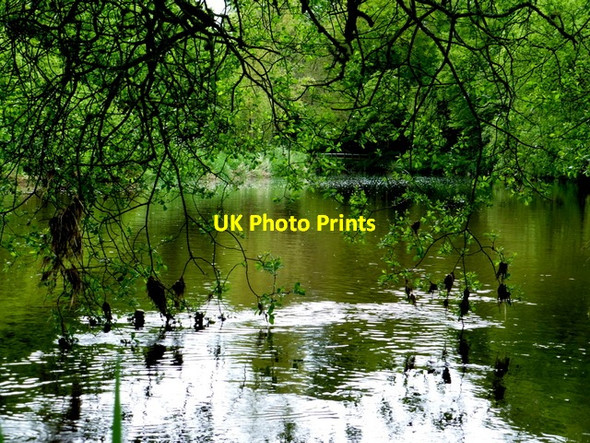 Photo 6"x4" Trailing branches, Camowen River Omagh c2014