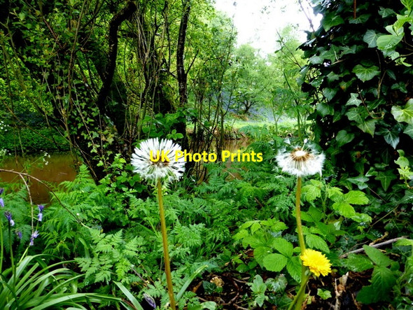 Photo 6"x4" Wild plants, Mullaghmore Omagh c2014