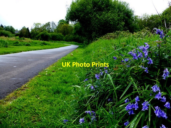 Photo 6"x4" Bluebells along the Highway to Health Path, Mullaghmore Omagh c2014