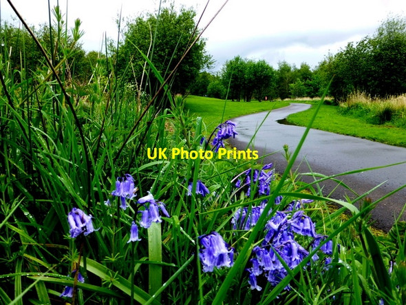 Photo 6"x4" Bluebells along the Highway to Health Path Omagh c2014