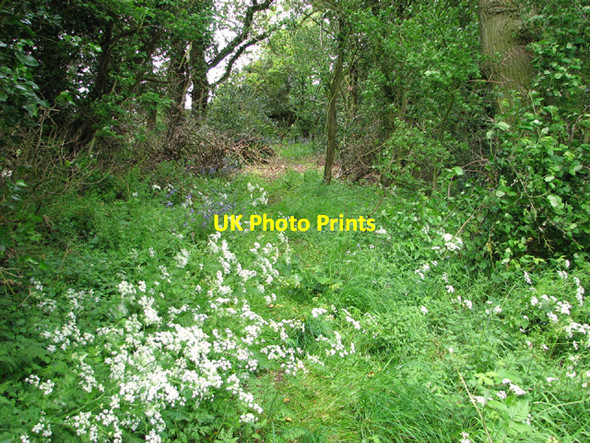 Photo 6"x4" Overgrown track skirting fields Upper Stoke\/TG2502 c2014