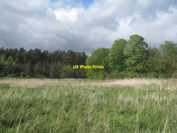 Photo 6"x4" Two plantations Seaton Ross c2014