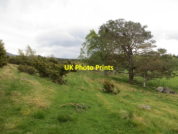 Photo 6"x4" Achnahatnich - Moormore track Coylumbridge c2014