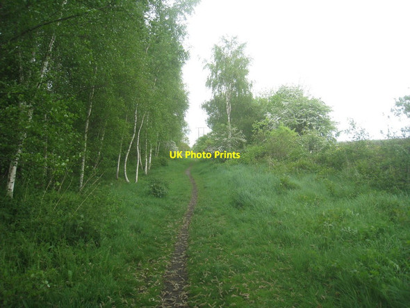 Photo 6"x4" Bubwith Rail Trail Harswell c2014