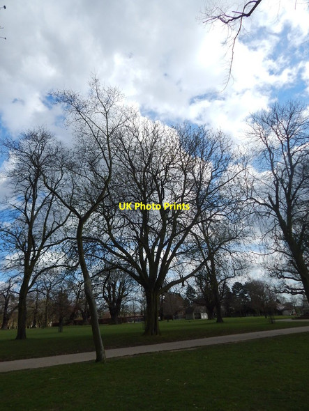 Photo 6"x4" Trees in Christchurch Park Ipswich c2014