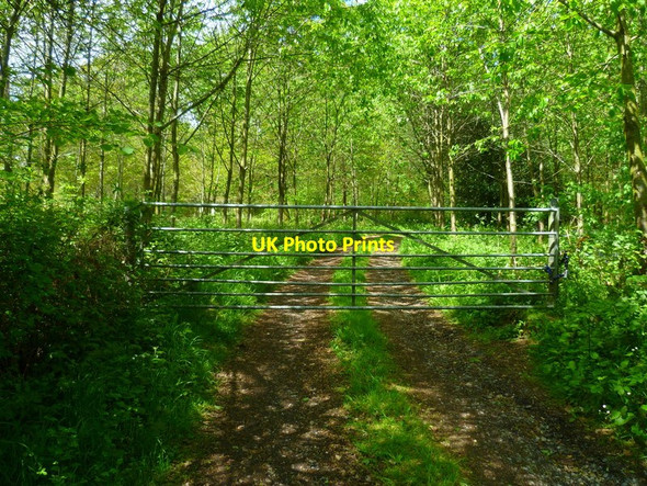 Photo 6"x4" Track into New Copse Lasham c2014