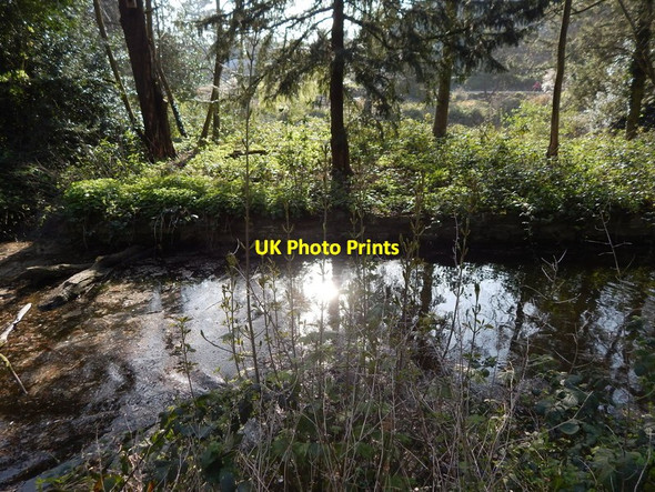 Photo 6"x4" Pond in Christchurch Park Ipswich c2014