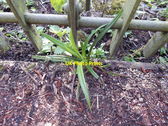 Photo 6"x4" Plant East of pond in Christchurch Park Ipswich c2014