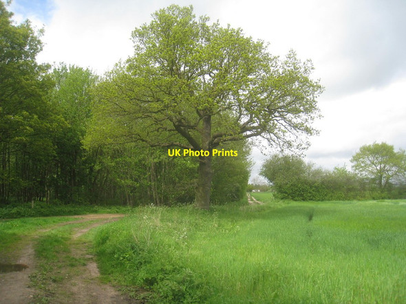 Photo 6"x4" Bridleway by Clayflat Plantation Everingham c2014