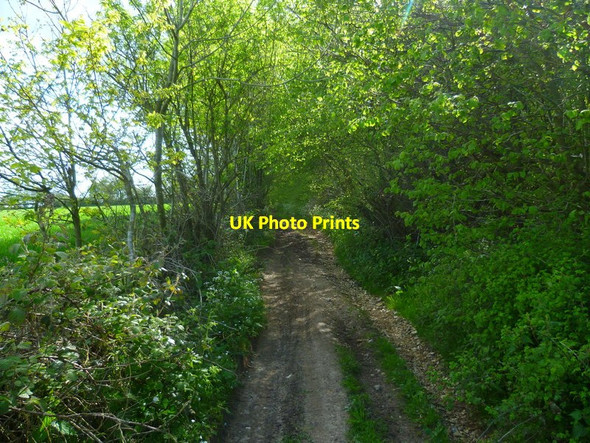 Photo 6"x4" Byway heading east between field and line of trees Bentworth c2014