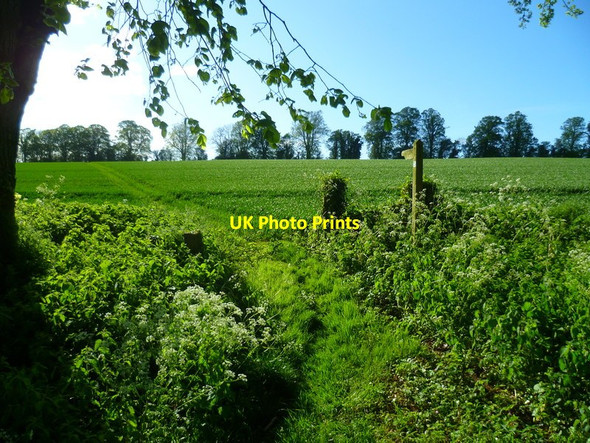 Photo 6"x4" Footpath through crop going west from Shalden Lane Alton\/SU7139 c2014