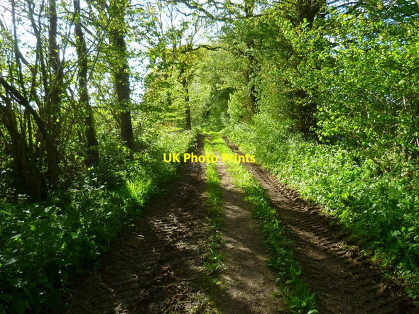 Photo 6"x4" Footpath between fields to Lasham Lasham c2014