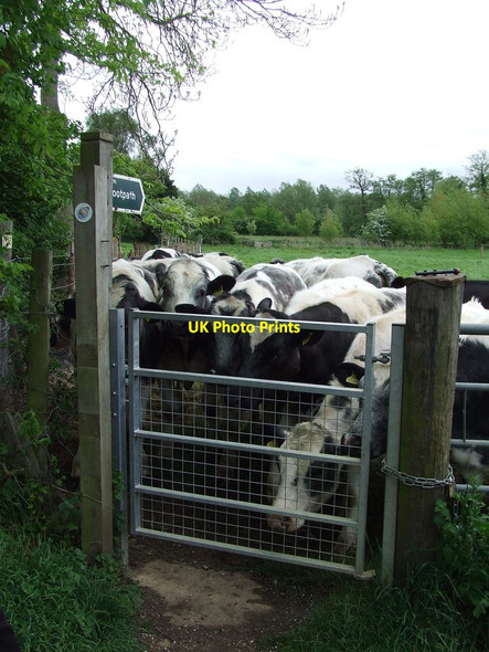 Photo 6"x4" Blocked Footpath Ufford\/TM2952 c2014