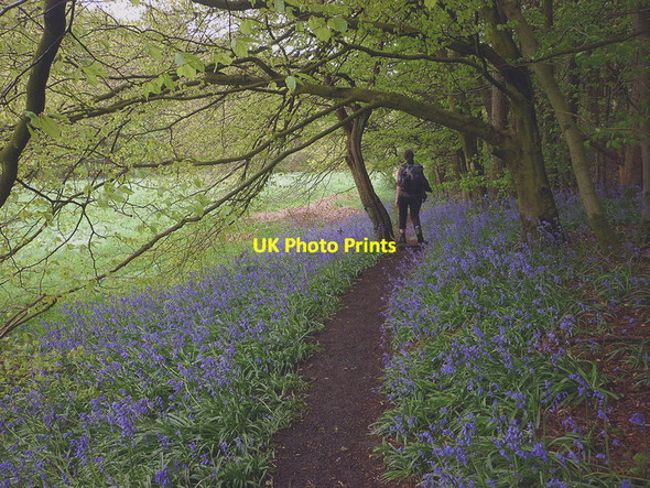 Photo 6"x4" Bluebells by the Brock Bleasdale c2014