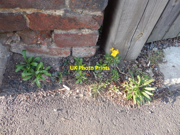 Photo 6"x4" Yellow Wall Flowers on Belstead Road Ipswich c2014