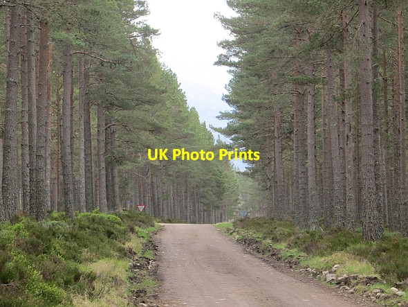 Photo 6"x4" Crossroads, Badaguish Coylumbridge c2014
