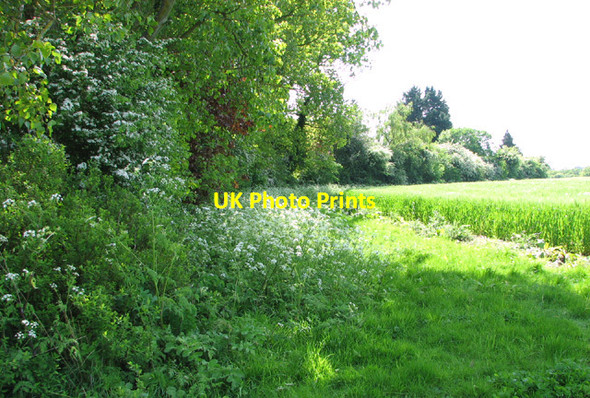 Photo 6"x4" Cow parsley on field margin Stibbard c2014