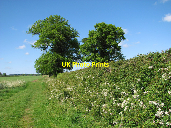 Photo 6"x4" Field boundary hedge Upper Guist c2014