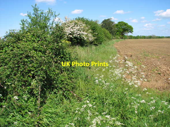 Photo 6"x4" Field boundary hedge Bexfield c2014