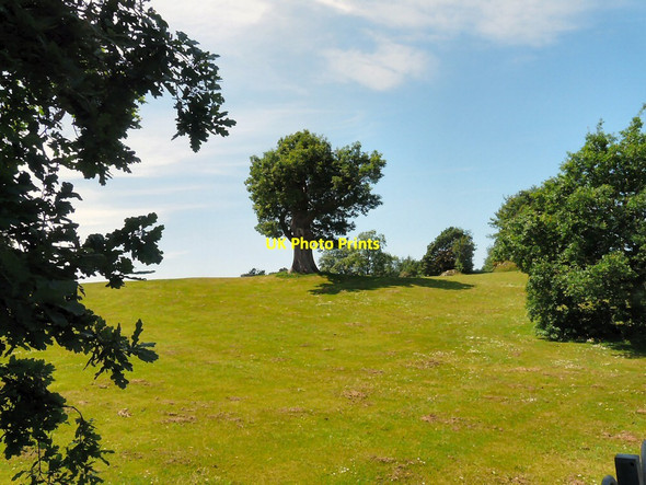 Photo 6"x4" Tree on the Glebe Bowness-On-Windermere c2013