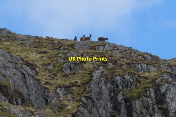 Photo 6"x4" Deer on skyline above steep slopes\/cliffs of Beinn Chlaonleud Alltachonaich c2014