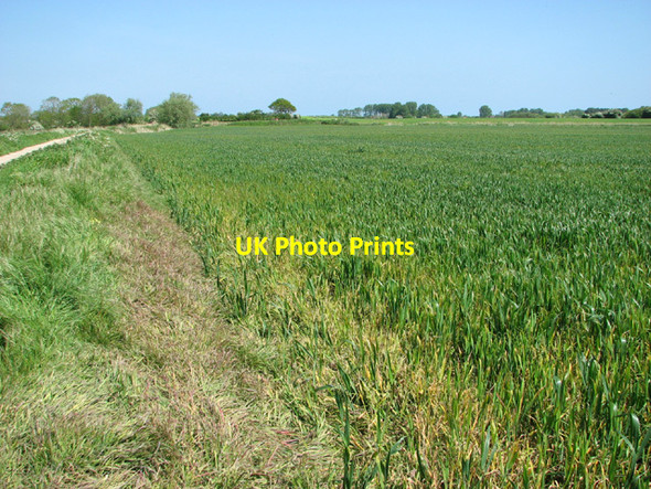 Photo 6"x4" Wheat crop field in Mautby Marsh West End\/TG4911 c2014