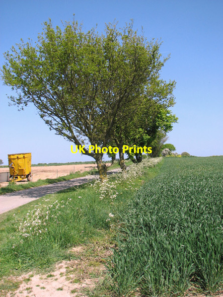 Photo 6"x4" Wheat crop field by Upper Wood Farm Filby Heath c2014