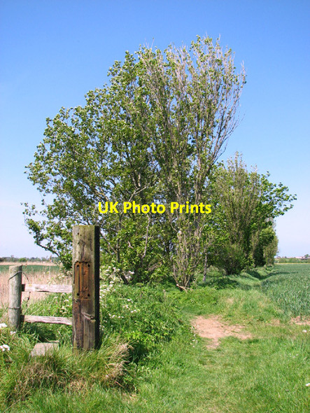 Photo 6"x4" Footpath from the River Bure to Clink Hill, West Caister North Denes c2014