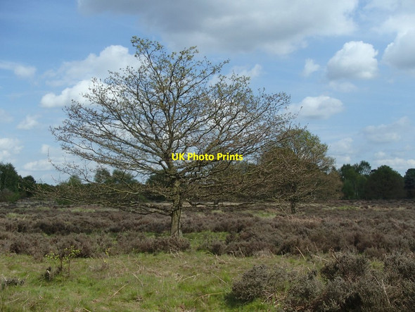 Photo 6"x4" Heathland and scattered trees, Budby South Forest Budby c2014