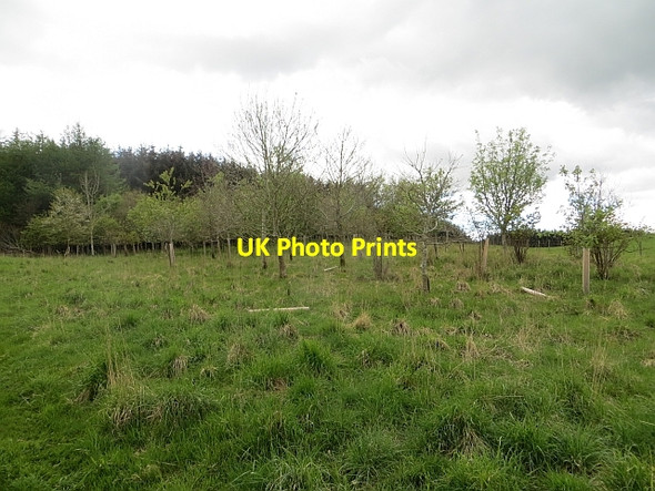 Photo 6"x4" Woodland, Ashkirkshiel Salenside c2014