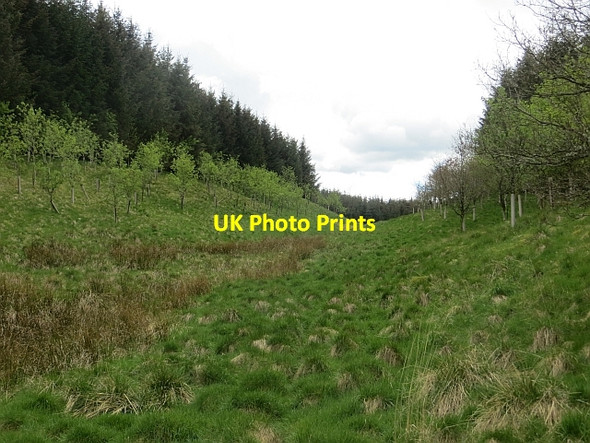 Photo 6"x4" Falla Cleuch Salenside c2014