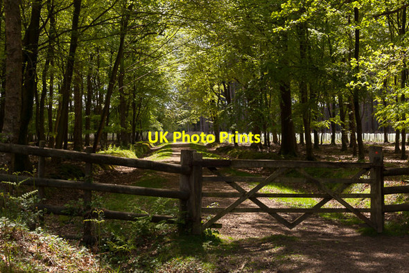 Photo 6"x4" Path into Frame Heath Inclosure Furzey Lodge c2014