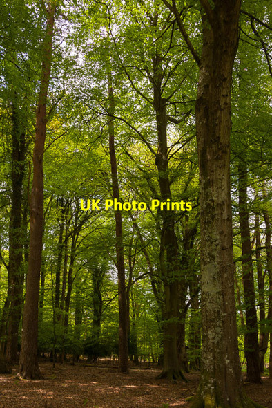 Photo 6"x4" Beech and fir trees in Denny Lodge Inclosure Furzey Lodge c2014