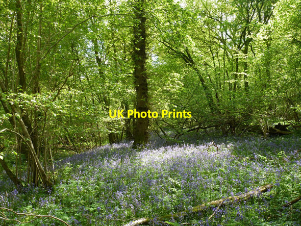 Photo 6"x4" Bluebells in Blackhouse Copse Kilmeston c2014