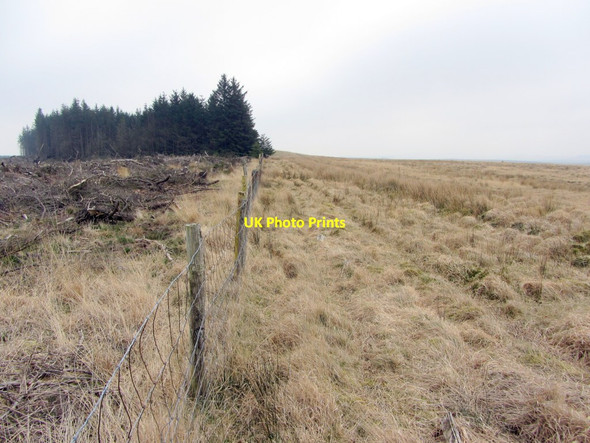 Photo 6"x4" Plantation boundary west of Black Law Stonehaugh c2014