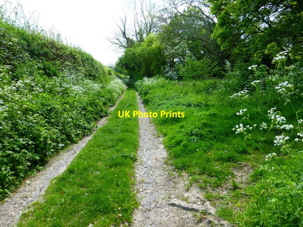 Photo 6"x4" Looking along Alresford Lane from path junction Bramdean c2014