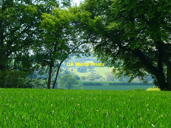 Photo 6"x4" View through gap in hedge across valley Bramdean c2014