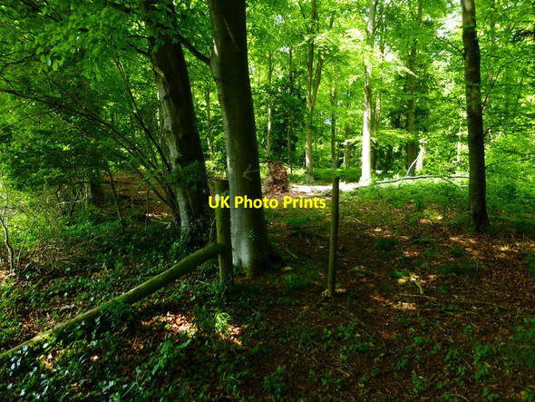 Photo 6"x4" Looking into Cheriton Wood from bridleway corner Bramdean c2014