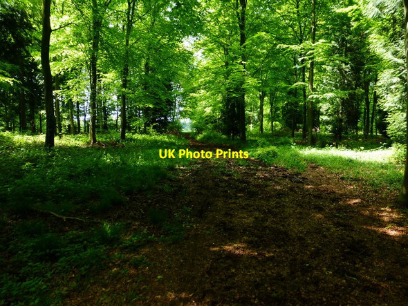Photo 6"x4" Bridleway in Cheriton Wood going east Bramdean c2014