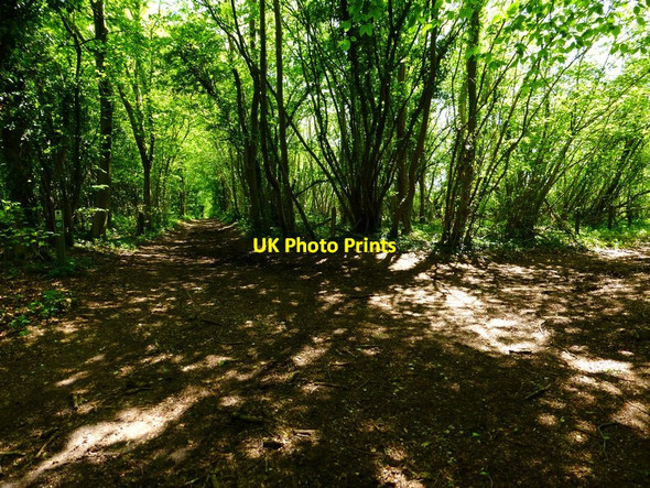Photo 6"x4" Junction of restricted byway and bridleway in Cheriton Wood Bramdean c2014