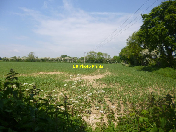 Photo 6"x4" Woodgate, broad bean field Woodgate\/SU9304 c2014