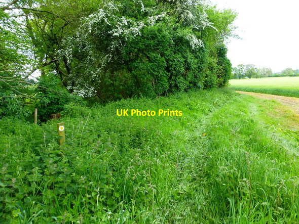 Photo 6"x4" Footpath goes left into trees Bramdean c2014